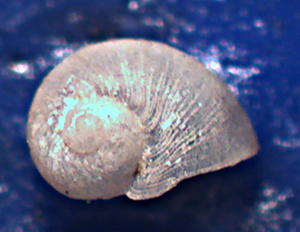 Megalomphalus disciformis